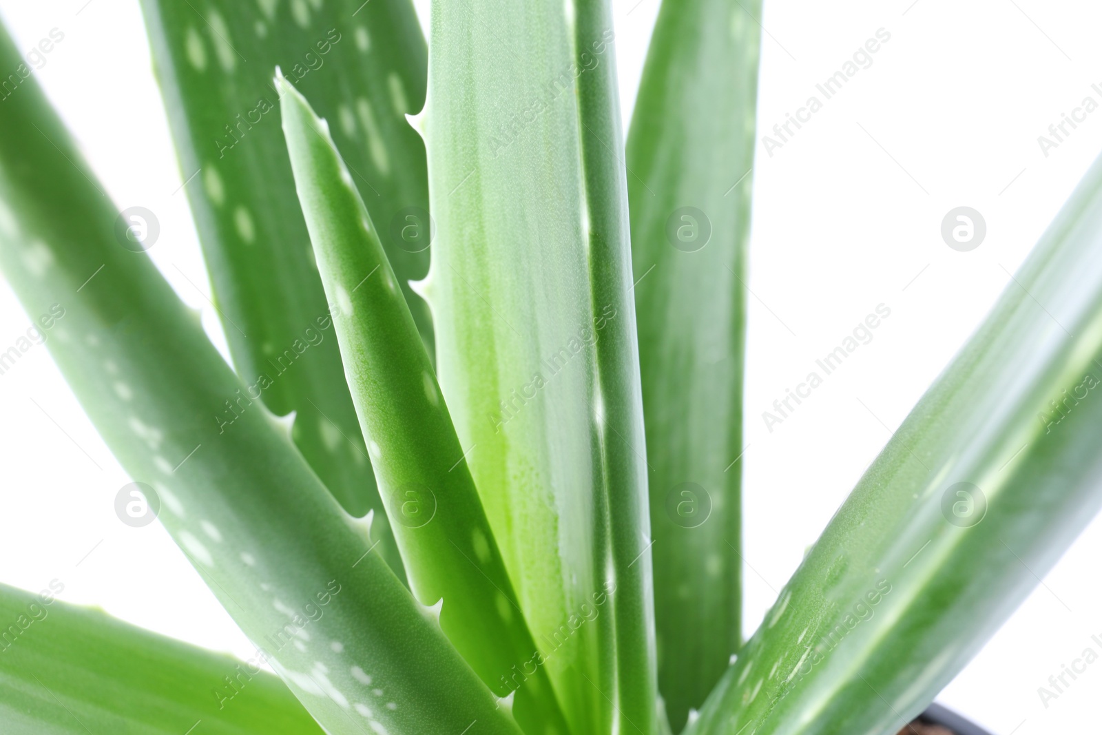 Photo of Leaves of aloe vera on white background, closeup