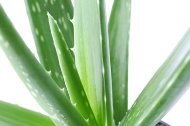 Photo of Leaves of aloe vera on white background, closeup