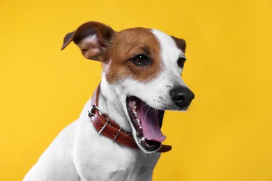 Photo of Adorable Jack Russell terrier with collar on yellow background