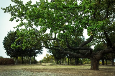 Photo of Beautiful oak with large twisted branches outdoors. Fantasy forest