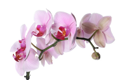 Photo of Branch of beautiful pink Phalaenopsis orchid isolated on white