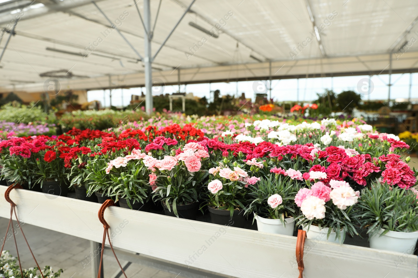 Photo of Different beautiful blooming carnation plants on table in garden center