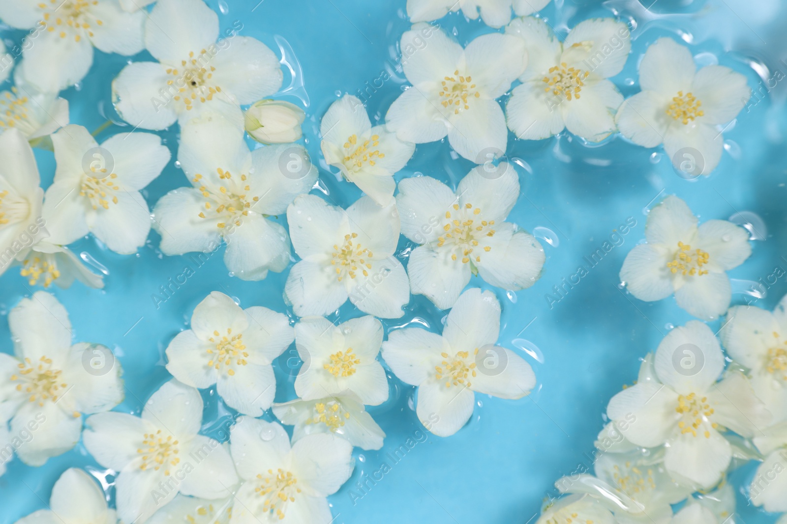 Photo of Beautiful jasmine flowers in water on light blue background, top view