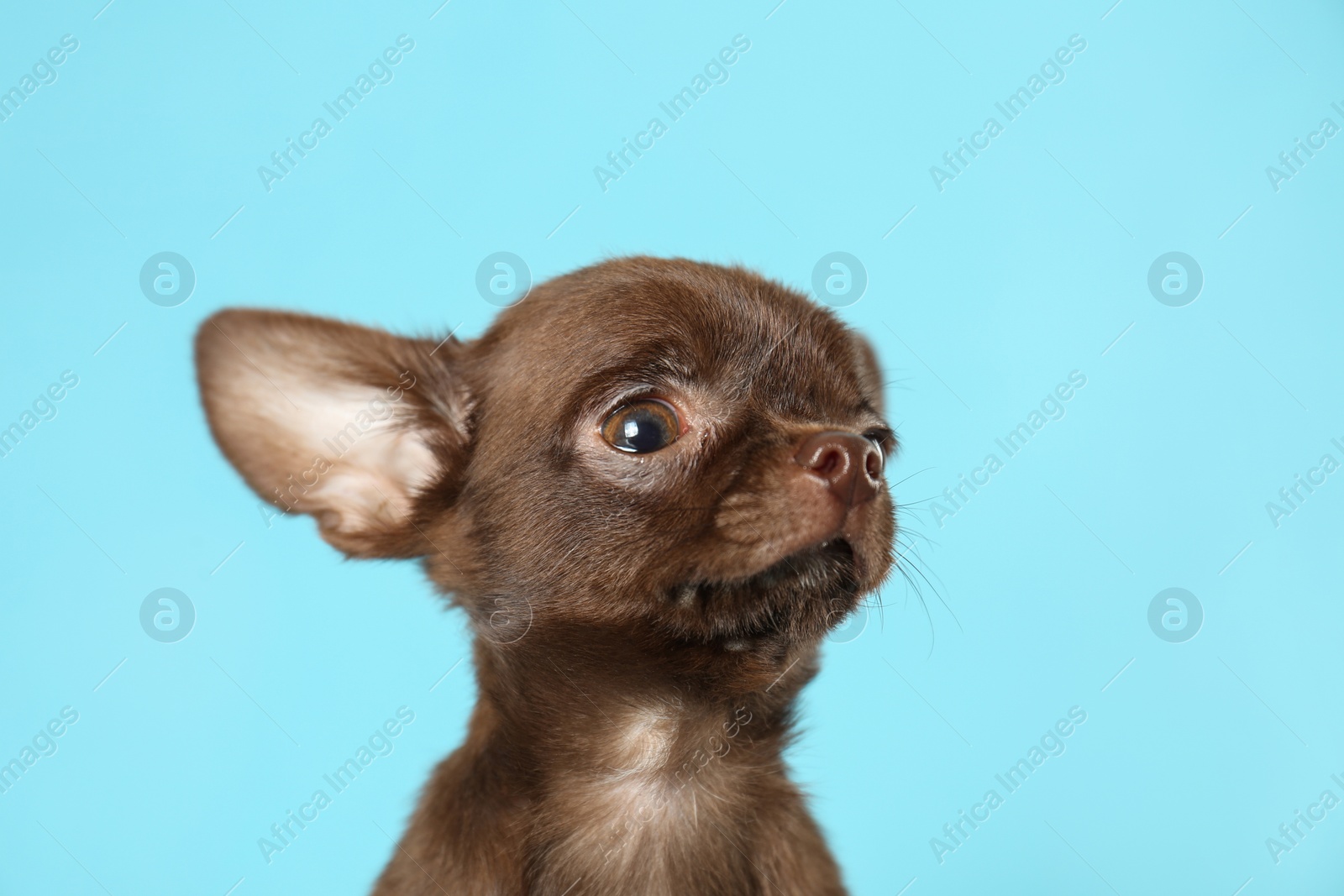 Photo of Cute small Chihuahua dog on light blue background