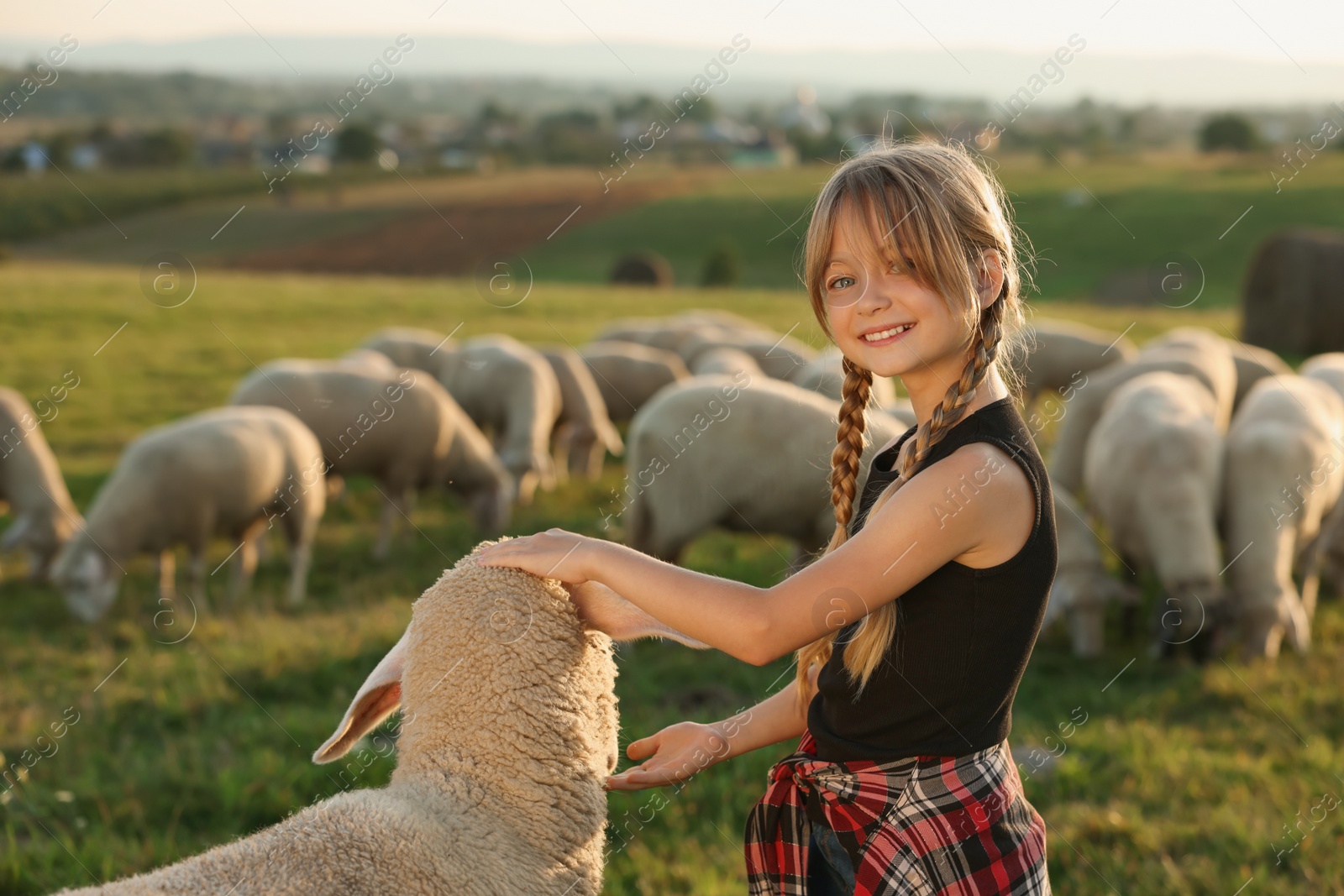 Photo of Girl feeding sheep on pasture. Farm animals