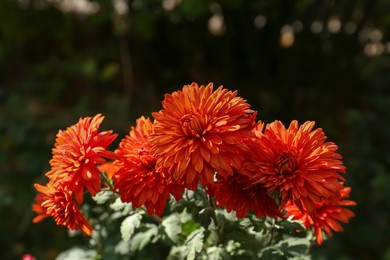 Many beautiful orange chrysanthemum flowers growing outdoors