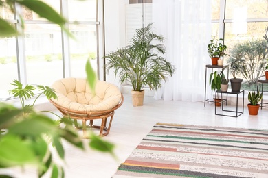 Living room interior with papasan chair and indoor plants. Trendy home decor