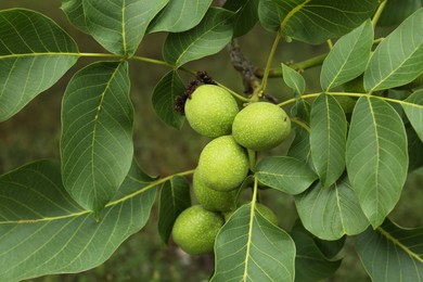 Photo of Green unripe walnuts on tree branch, closeup