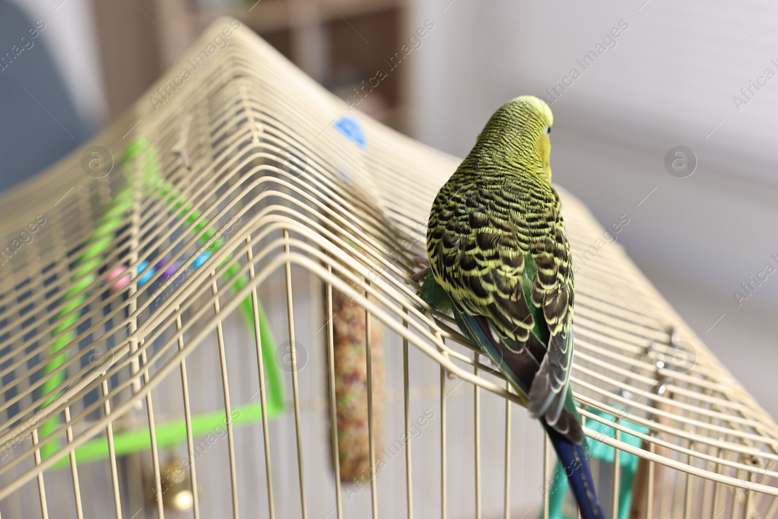 Photo of Beautiful bright parrot on cage indoors. Exotic pet