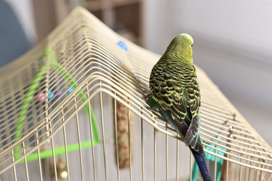 Photo of Beautiful bright parrot on cage indoors. Exotic pet