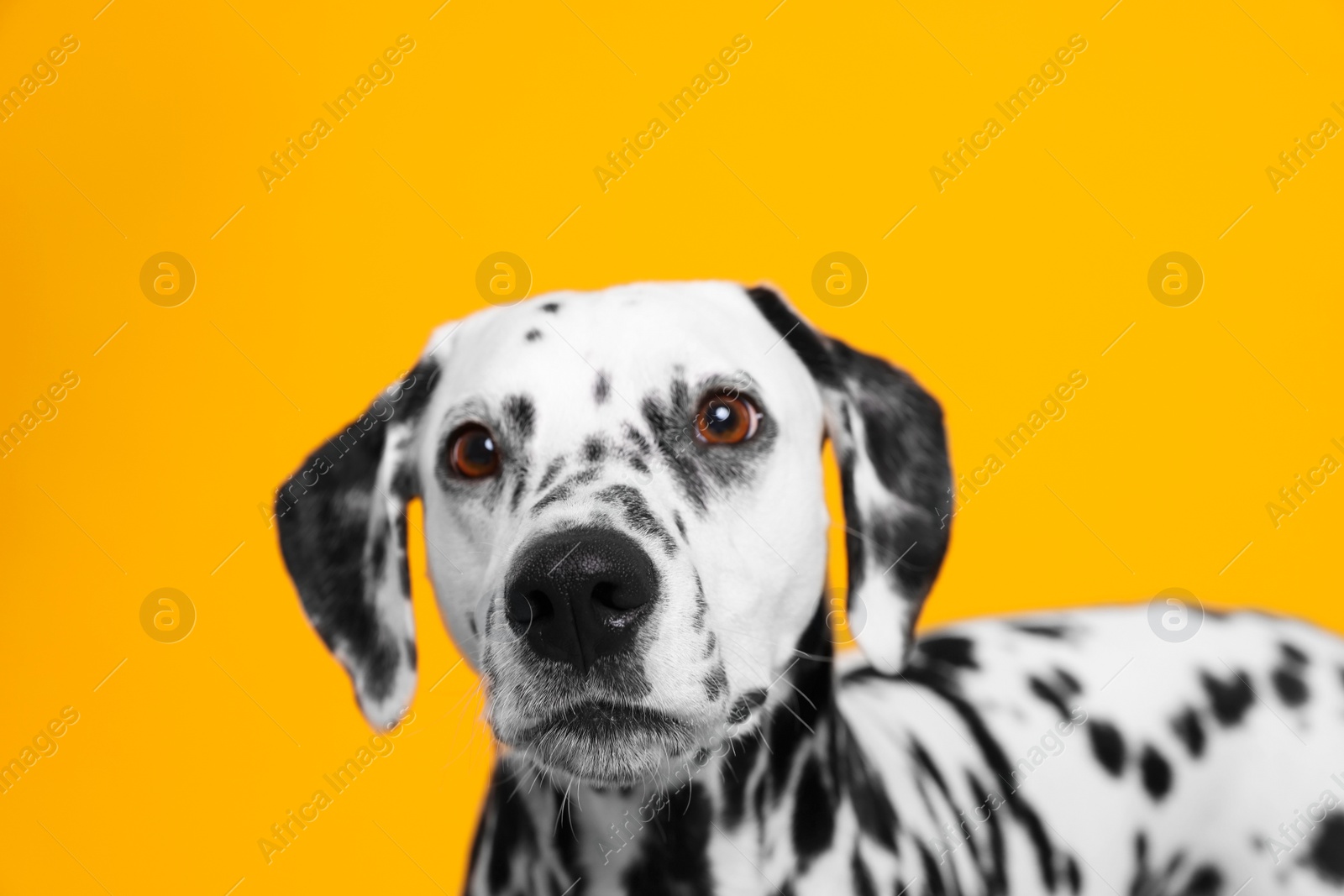 Photo of Adorable Dalmatian dog on yellow background. Lovely pet