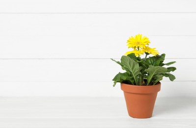 Beautiful blooming gerbera flower in pot on white wooden table, space for text