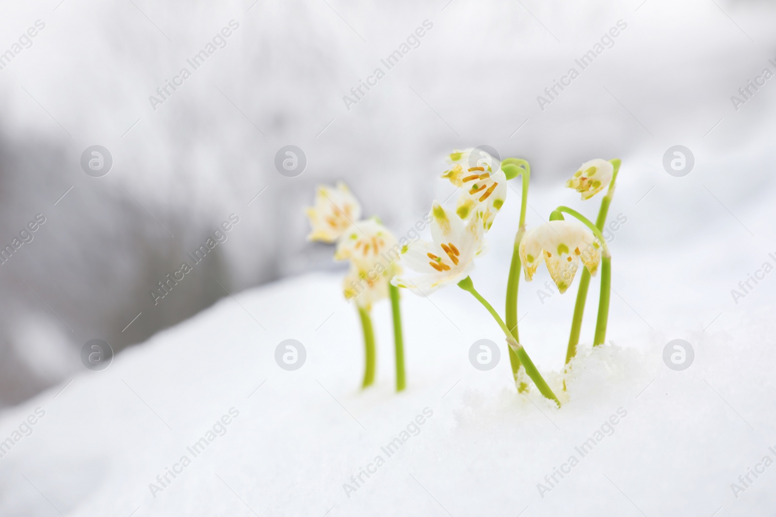 Photo of Spring snowflakes growing outdoors on winter day. Beautiful flowers