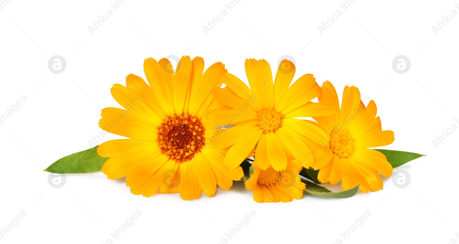 Photo of Beautiful blooming calendula flowers with green leaves on white background