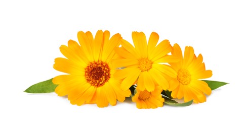 Beautiful blooming calendula flowers with green leaves on white background
