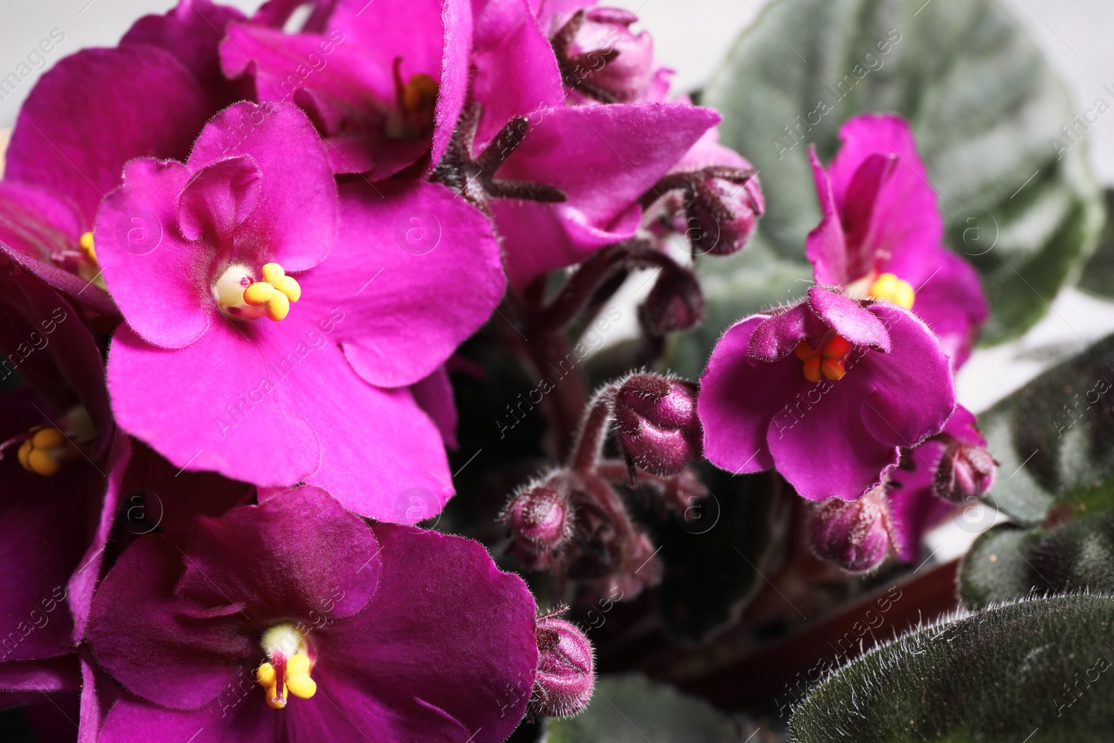 Photo of Beautiful violet flowers, closeup. Plant for house decor