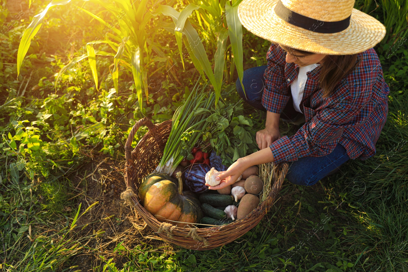 Photo of Woman harvesting different fresh ripe vegetables on farm, above view