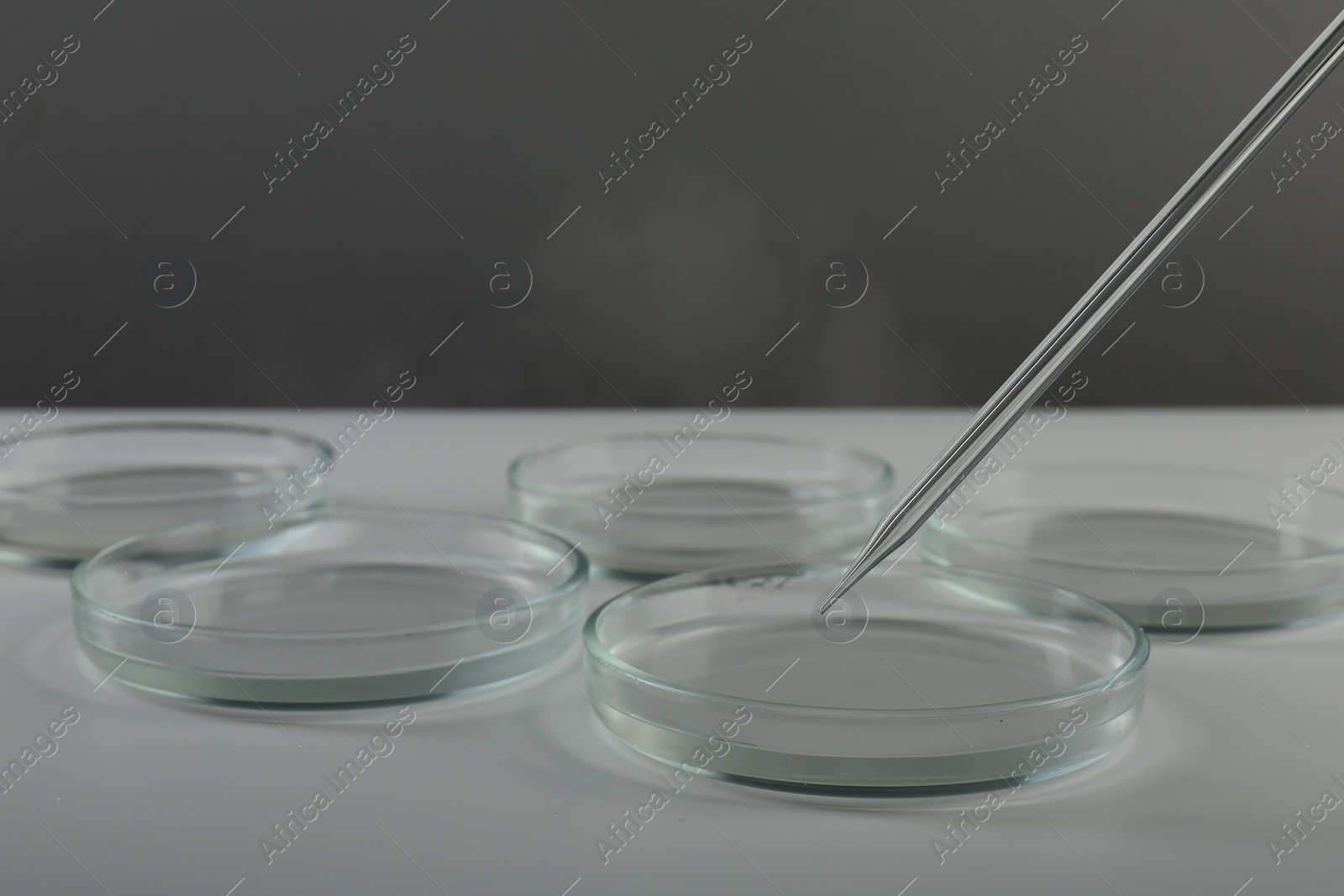 Photo of Pipette over petri dish on light table against grey background