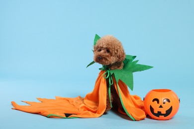 Photo of Happy Halloween. Cute Maltipoo dog dressed in costume and pumpkin treat bucket on light blue background