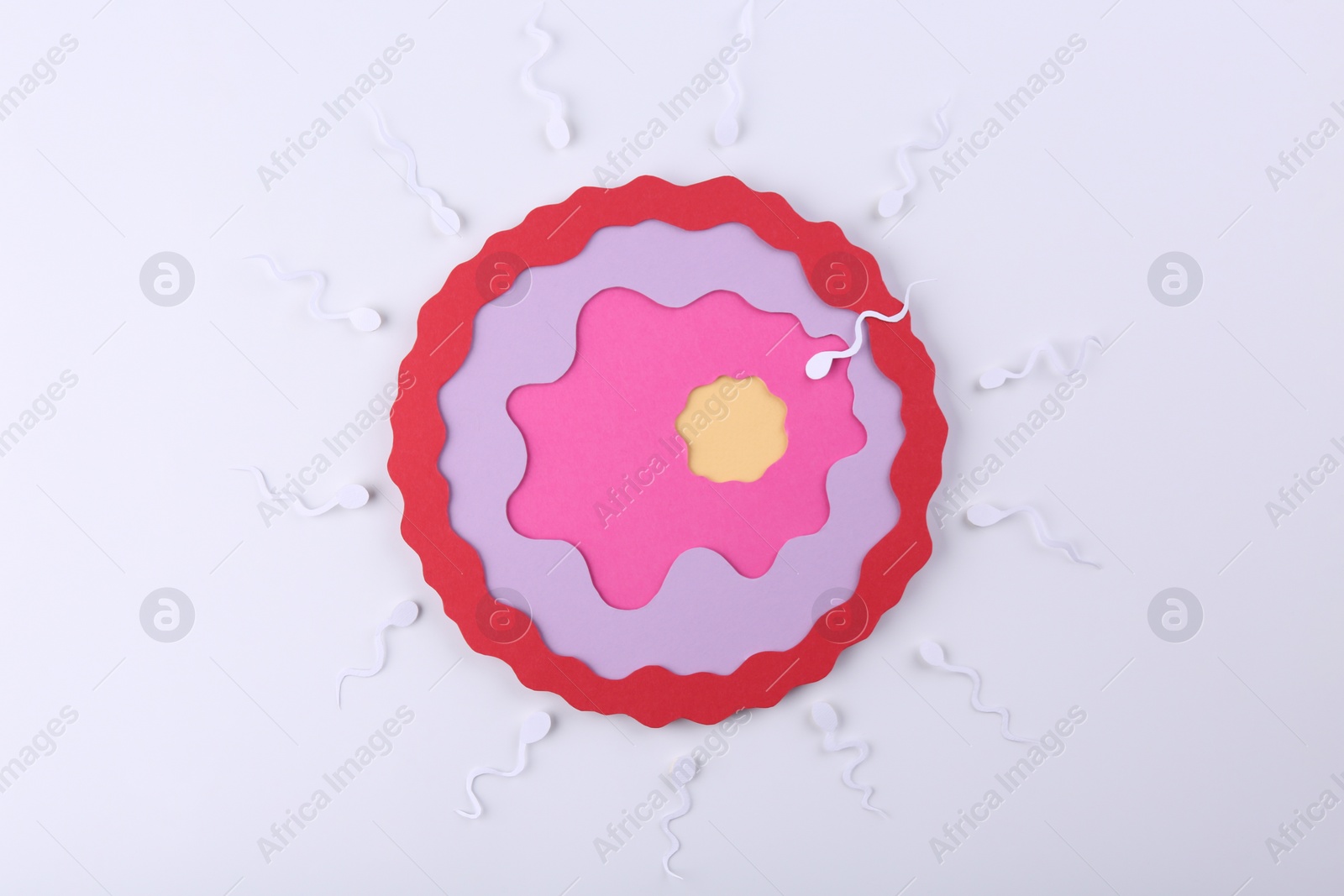 Photo of Fertilization concept. Sperm cells swimming towards egg cell on white background, top view