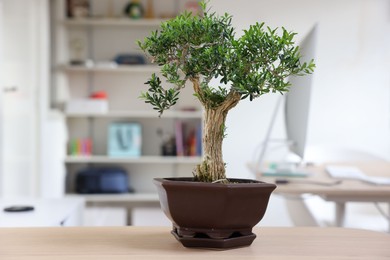 Photo of Beautiful bonsai tree in pot on wooden table indoors