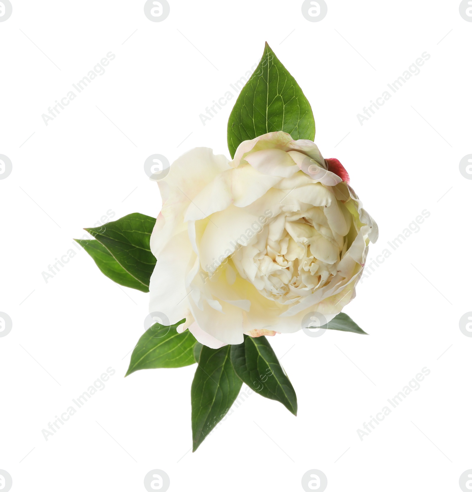 Photo of Beautiful fragrant peony flower isolated on white