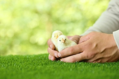 Photo of Man with cute chicks on green grass outdoors, closeup and space for text. Baby animals