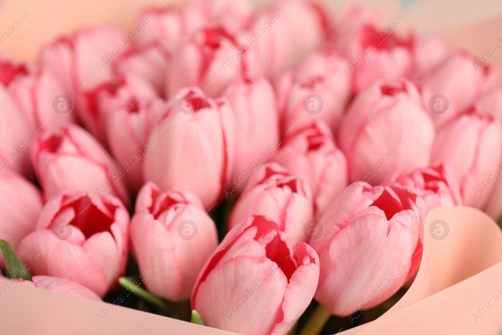 Photo of Bouquet of beautiful pink tulips as background, closeup