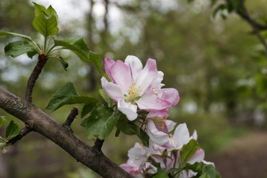 Photo of Apple tree with beautiful blossoms, closeup view. Spring season