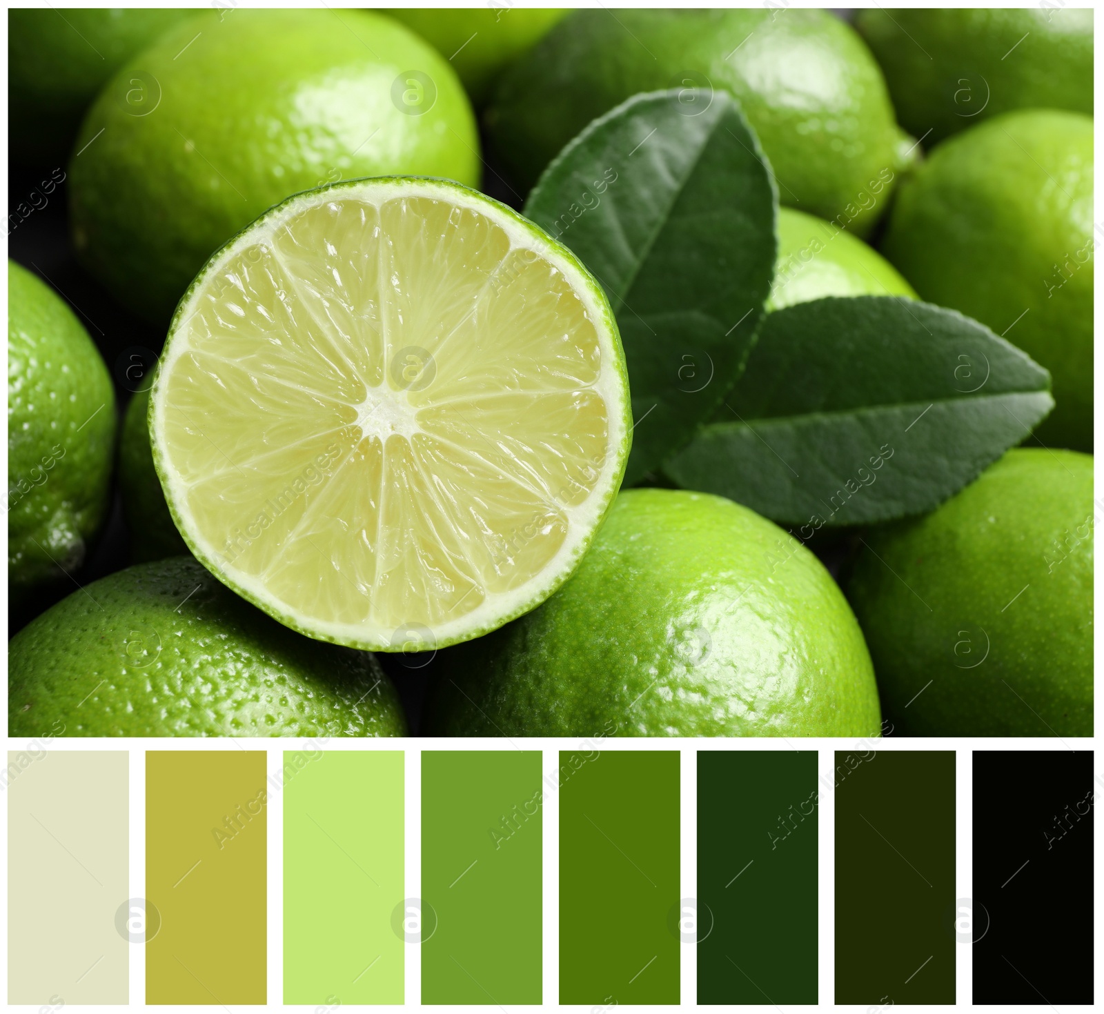 Image of Fresh ripe juicy limes and color palette. Collage