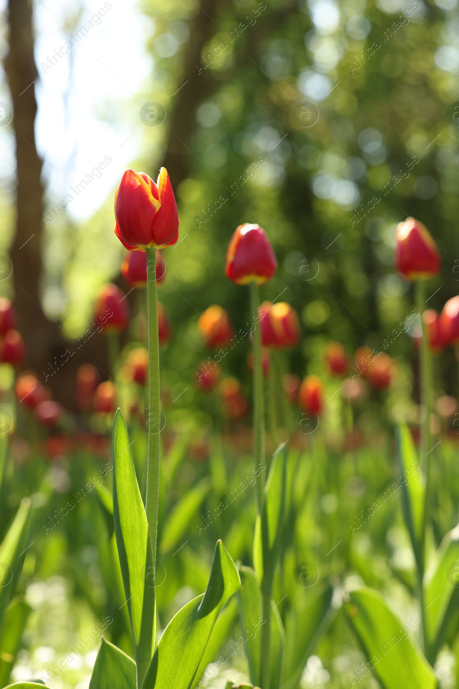 Photo of Beautiful bright tulips growing outdoors on sunny day