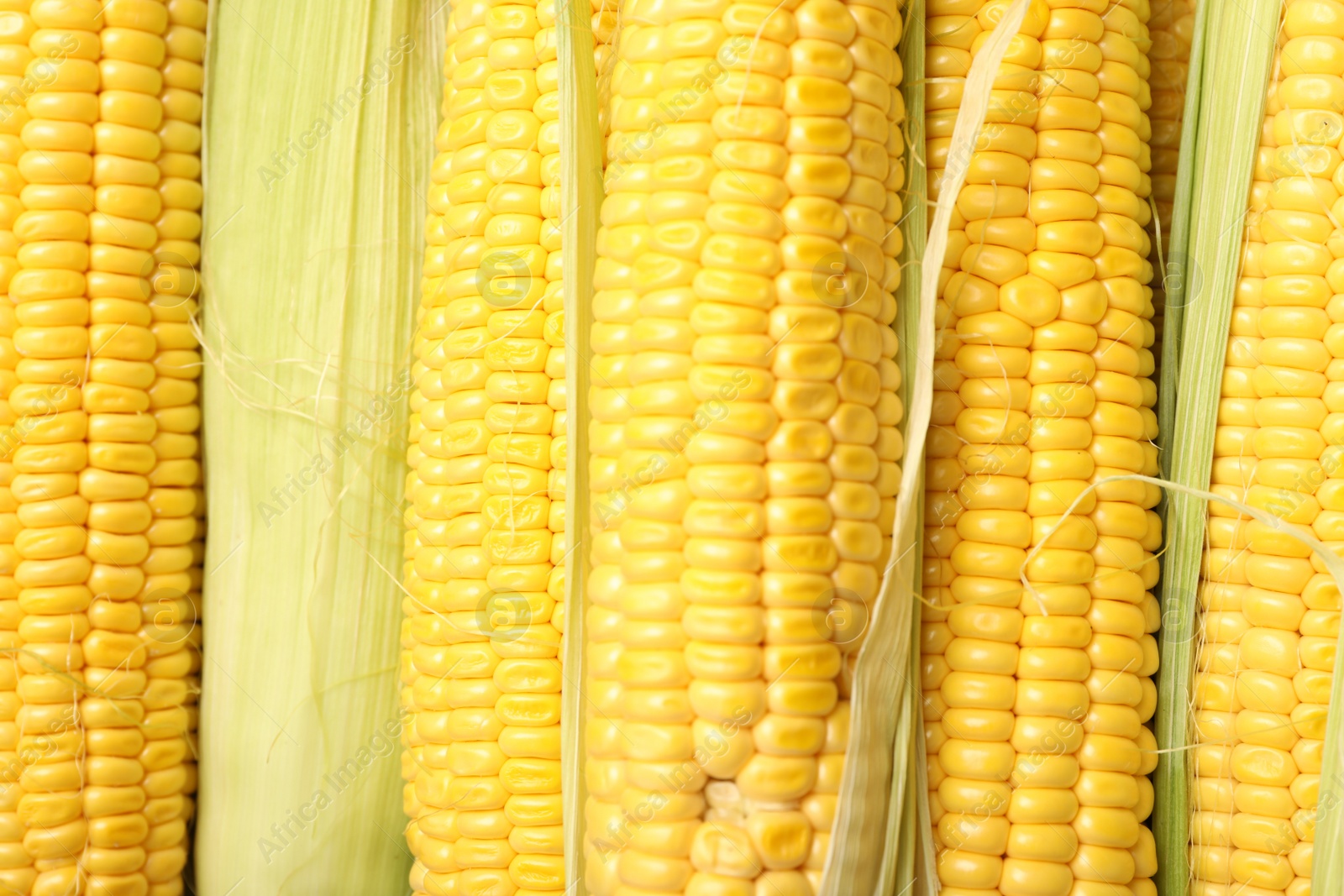 Photo of Tasty sweet corn cobs as background, top view