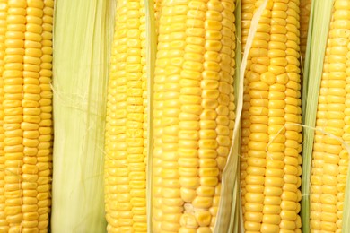 Photo of Tasty sweet corn cobs as background, top view