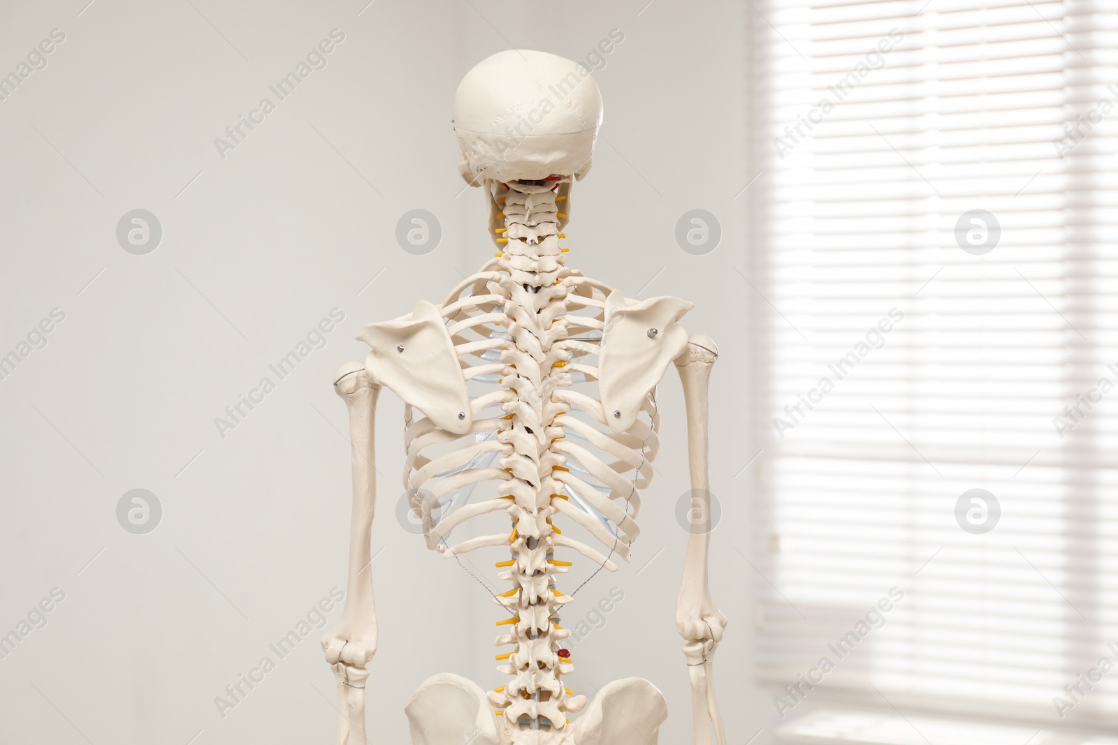 Photo of Artificial human skeleton model near window indoors, back view