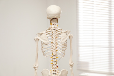 Photo of Artificial human skeleton model near window indoors, back view