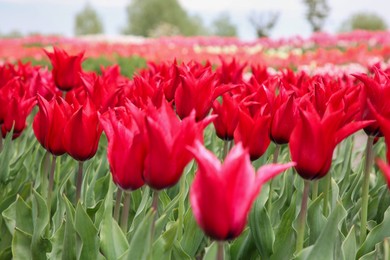 Photo of Beautiful red tulip flowers growing in field