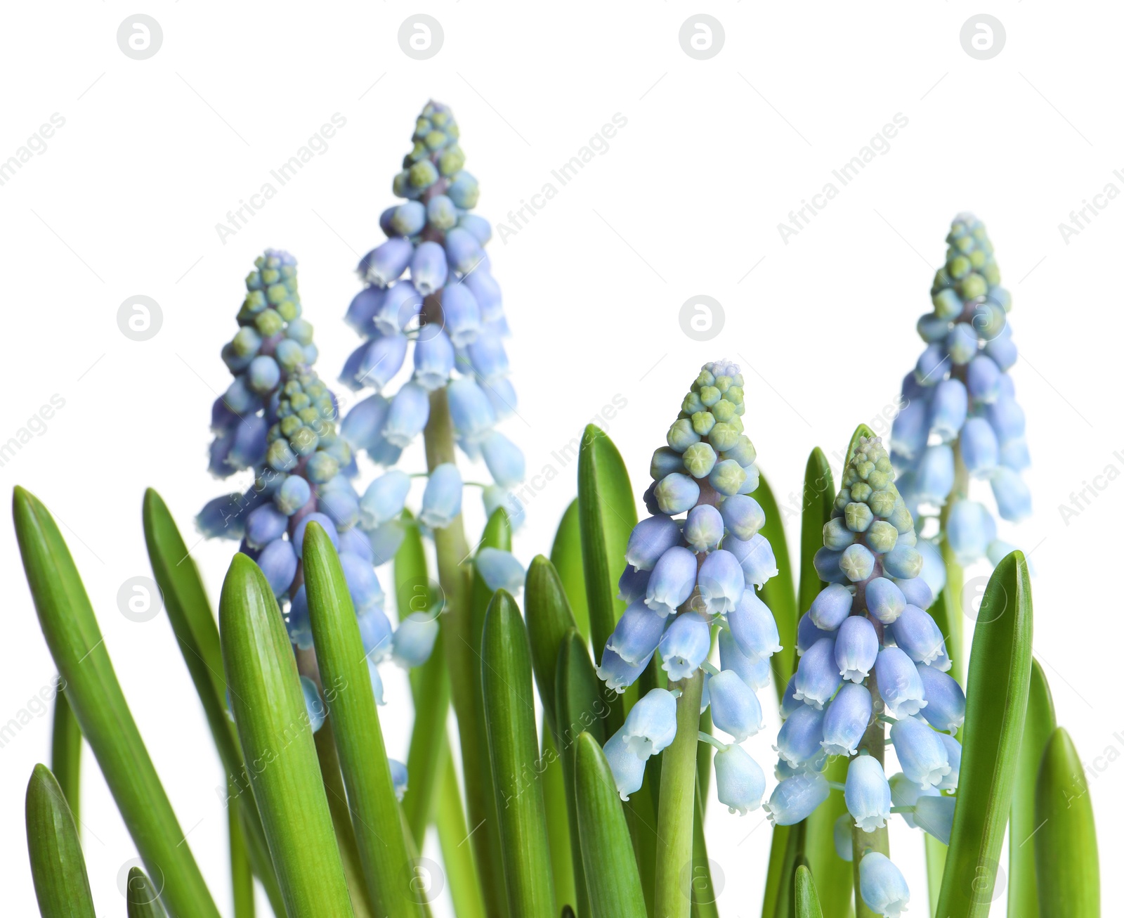 Photo of Beautiful spring muscari flowers on white background