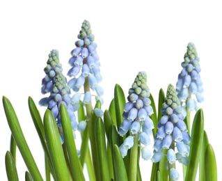 Photo of Beautiful spring muscari flowers on white background