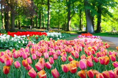 Photo of Many beautiful tulip flowers growing in park. Spring season