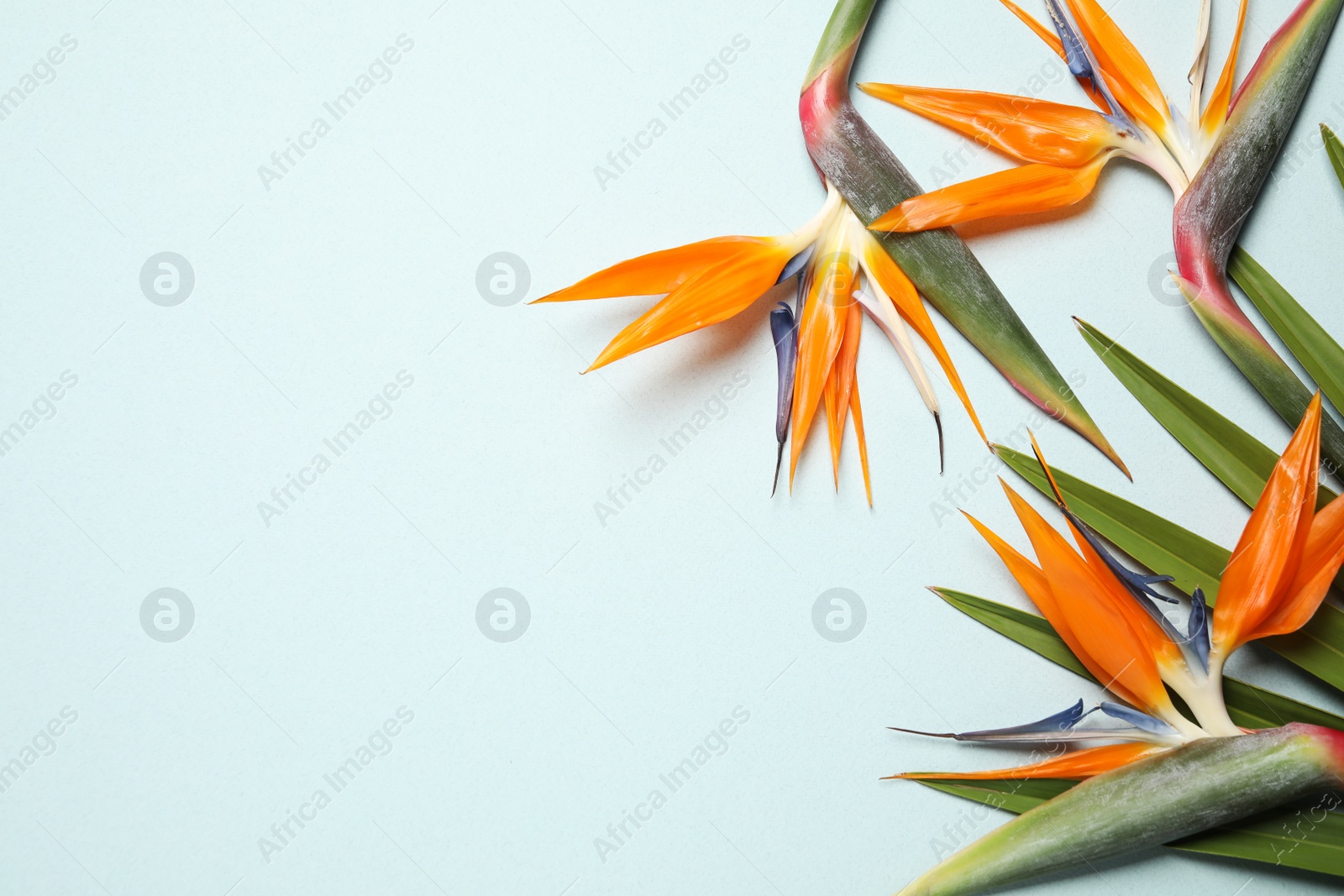 Photo of Bird of Paradise tropical flowers on light background, flat lay. Space for text