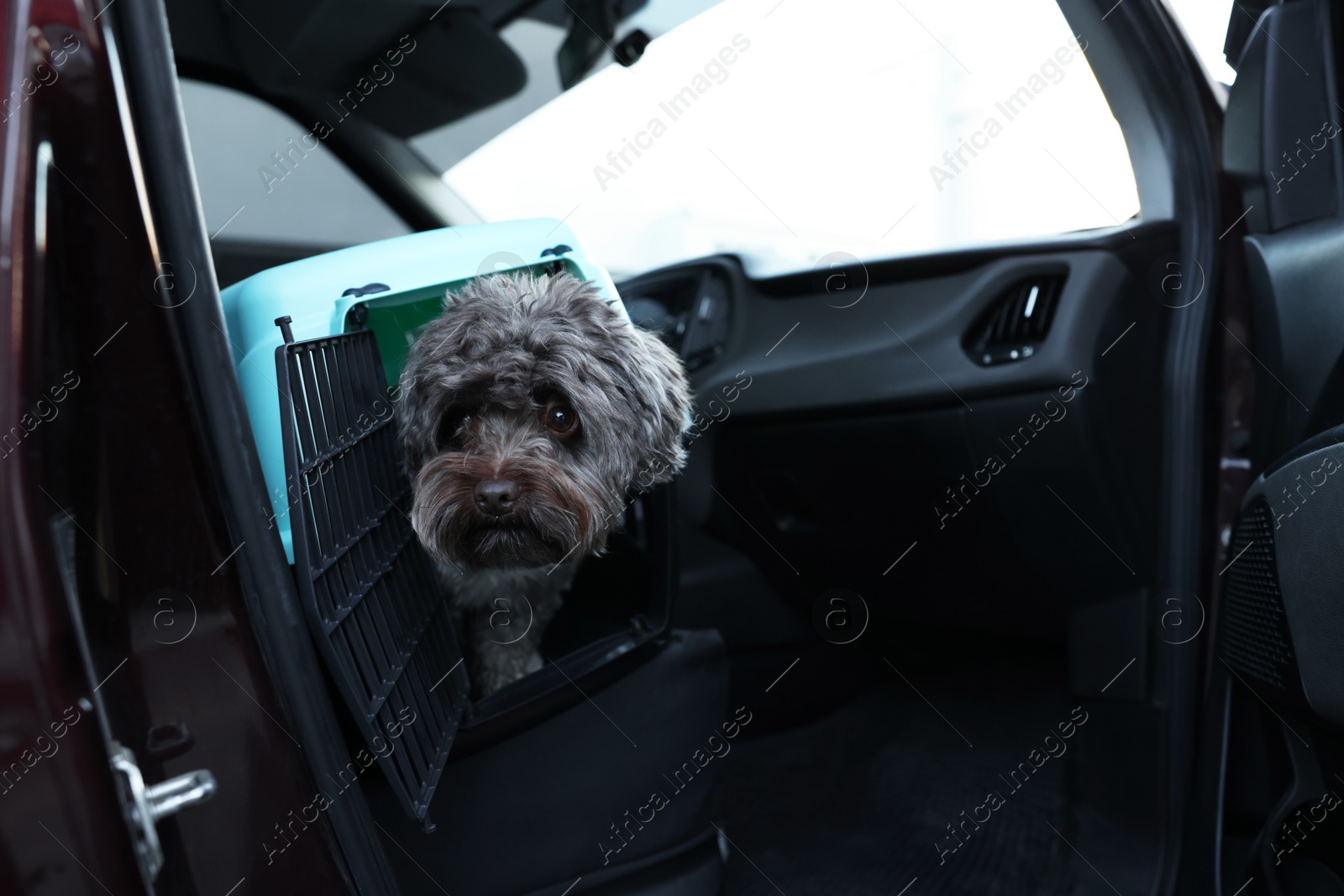 Photo of Cute dog in pet carrier travelling by car. Safe transportation