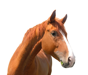 Image of Closeup view of chestnut horse isolated on white. Beautiful pet  