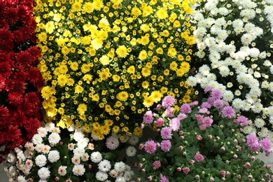 Photo of Different blooming chrysanthemum flowers as background, view from above