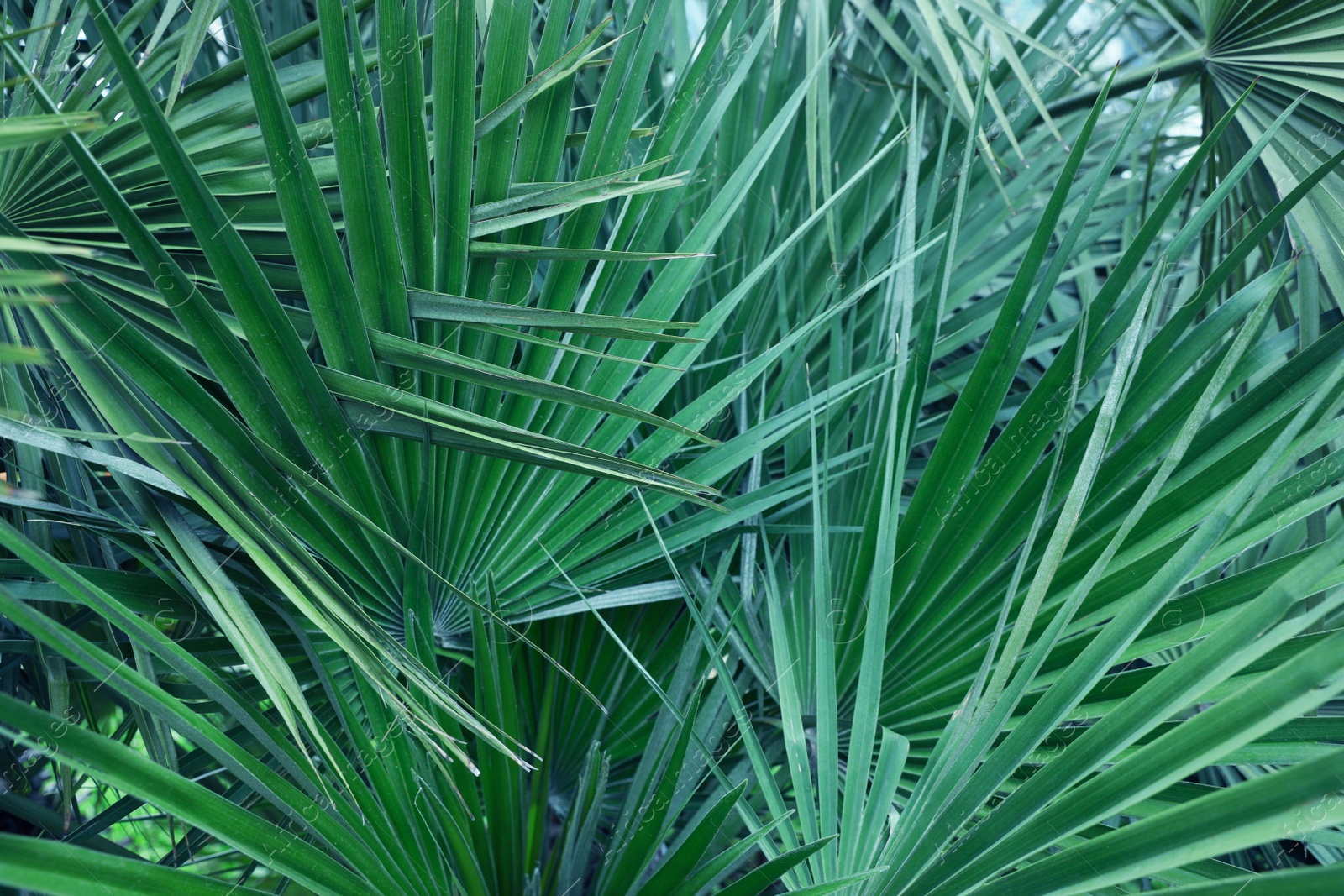 Photo of Beautiful green tropical leaves outdoors, closeup view