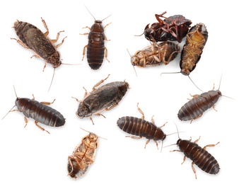 Image of Many cockroaches on white background, top view. Pest control