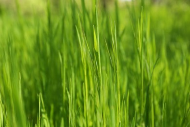 Photo of Beautiful vibrant green grass growing outdoors on sunny day, closeup