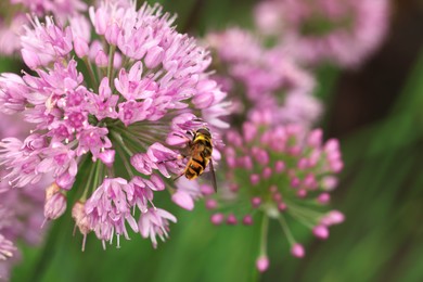 Photo of Honeybee collecting pollen from beautiful flower outdoors, closeup. Space for text