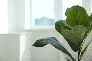 Photo of Fiddle Fig or Ficus Lyrata plant with green leaves at home, closeup. Space for text