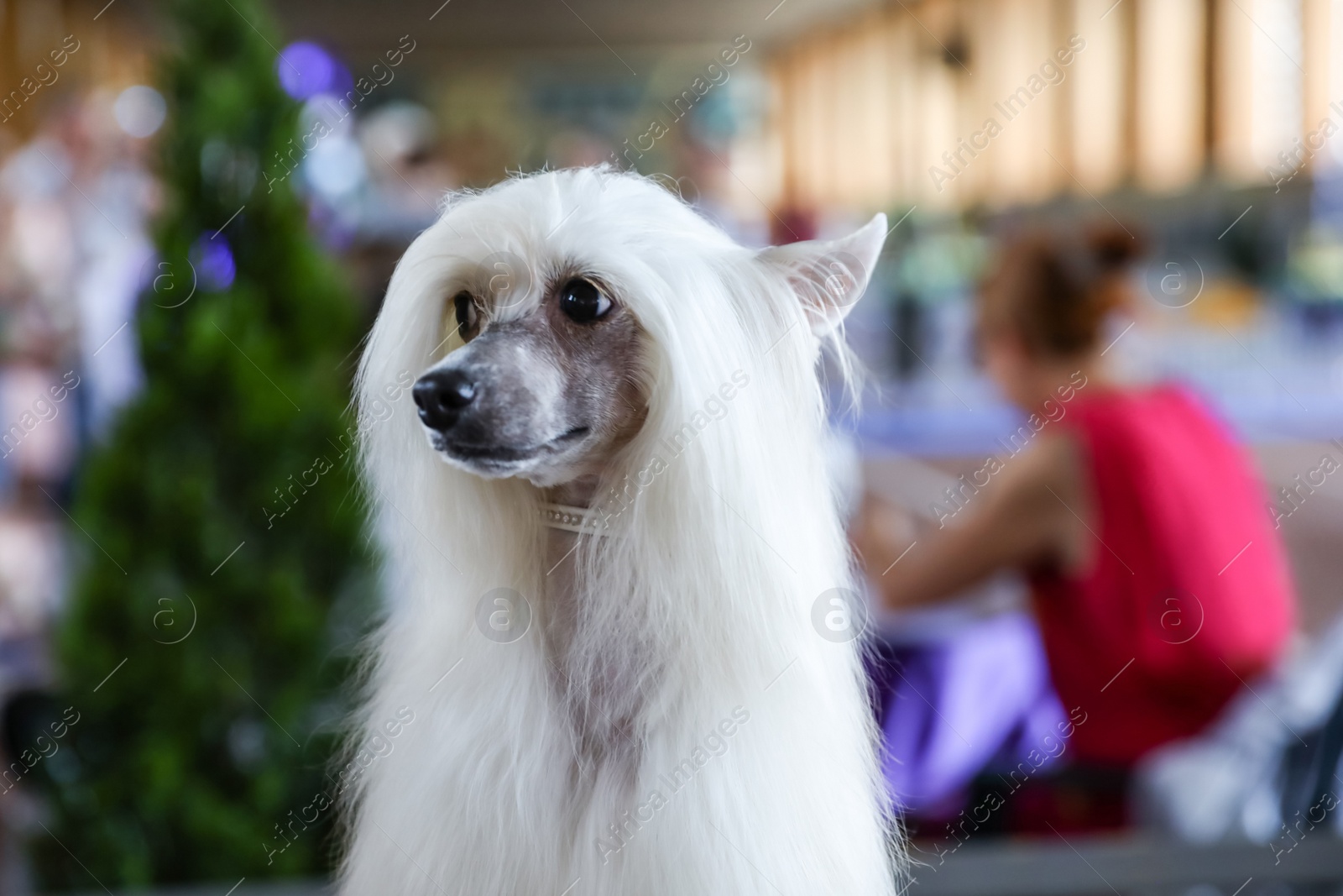 Photo of Cute white Chinese Crested dog at dog show