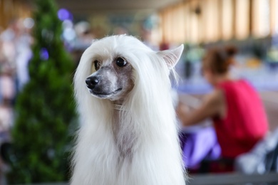 Photo of Cute white Chinese Crested dog at dog show